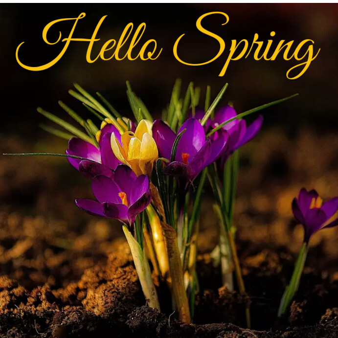 Hello Spring Instagram Post Template | PosterMyWall
