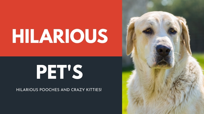 Hilarious Pet's Youtube Thumbnail template