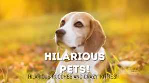 Naranja Pet Humor YouTube Channel Cover Photo Template