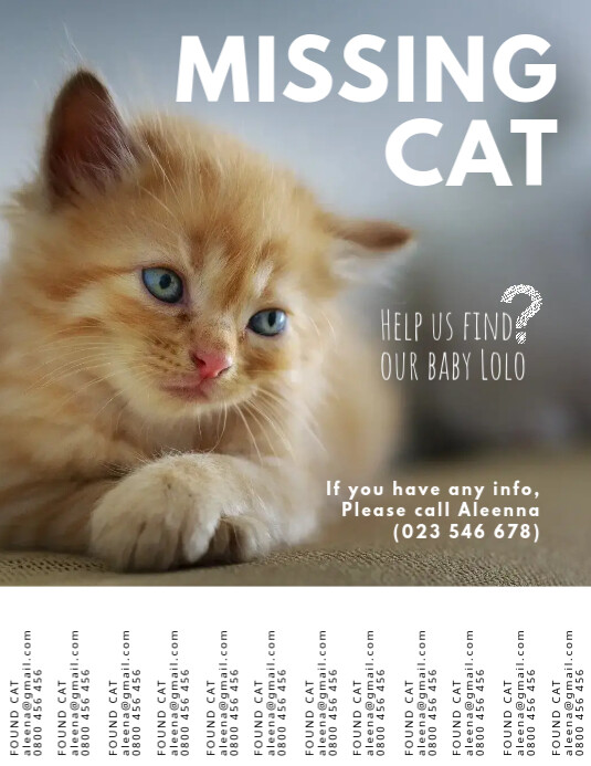 家宠物猫迷路的帮助找到传单模板 Postermywall 家宠物猫迷路的帮助找到传单模板 Postermywall