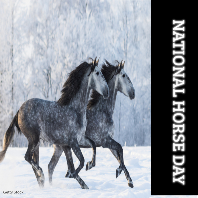 HORSE DAY Template PosterMyWall