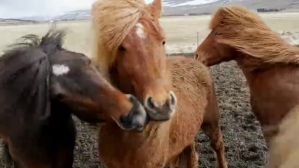 Marrone Icelandic Horses Miniatura di YouTube Template