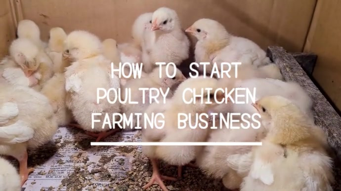 How To Start Poultry Chicken Farming Business Template | PosterMyWall