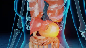 human anatomy Digestive System video YouTube-miniature template