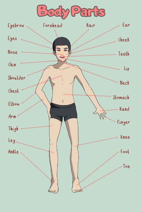 Human Body Anatomy Posters Template | PosterMyWall