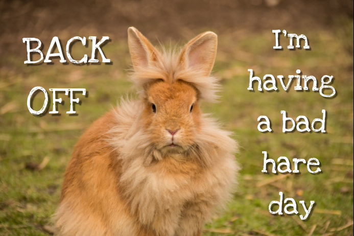 I'm having a bad hare day Poster template