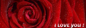 I Love You Email Header 电子邮件标题 template