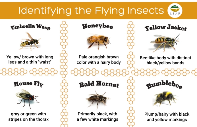 Identifying Flying Insects Template | PosterMyWall