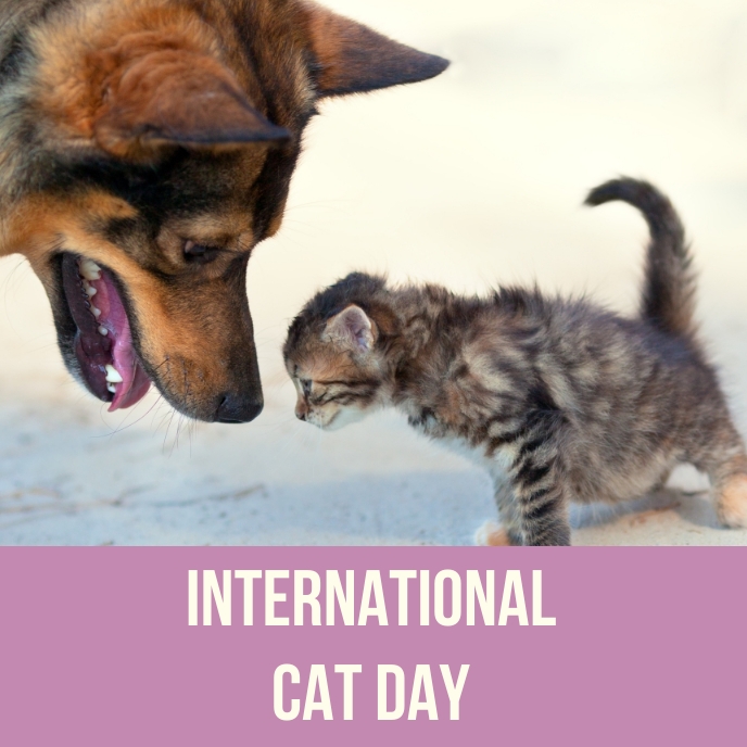 INTERNATIONAL CAT DAY (13) Okładka albumu template