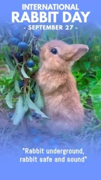 international rabbit day Digital Display (9:16) template