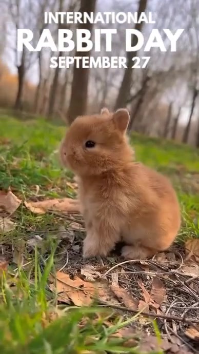 international rabbit day Display digitale (9:16) template