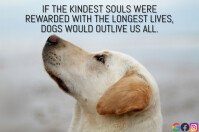 KINDEST AND DOGS QUOTE TEMPLATE Poster