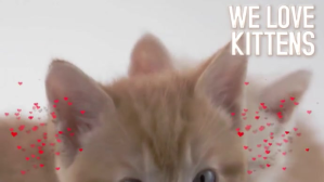 Brown Kitten Love Ekran reklamowy Template