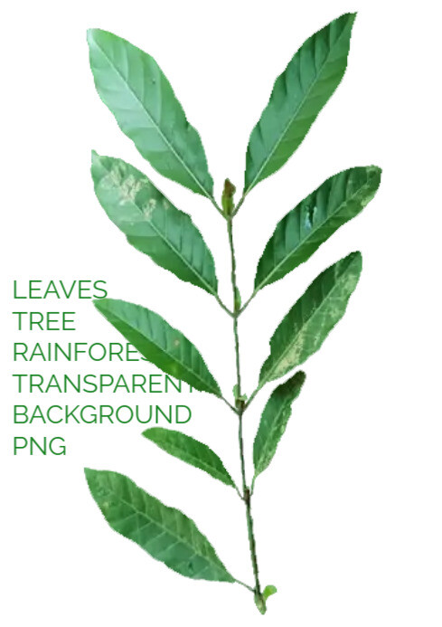 LEAVES TREE RAINFOREST TRANSPARENT BACKGROUND A4 template