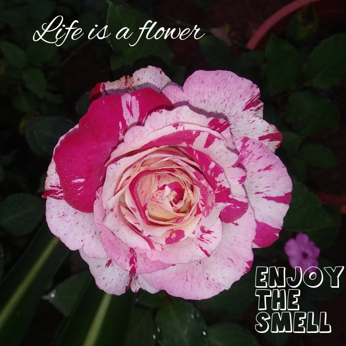 Life is a flower Template PosterMyWall