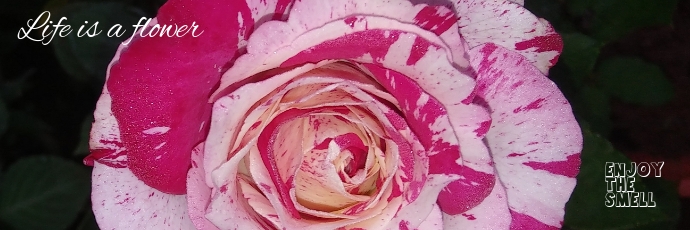生命是一本花模板 Postermywall 生命是一本花模板 Postermywall
