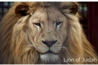 Lion of Judah Etiket template