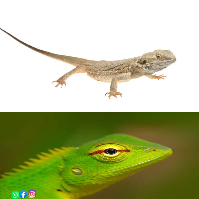 Lizard Template PosterMyWall