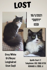 Lost Cat Poster template