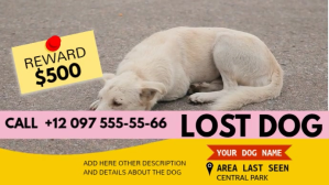 lost dog advirtisement instagram video Miniatura na YouTube template