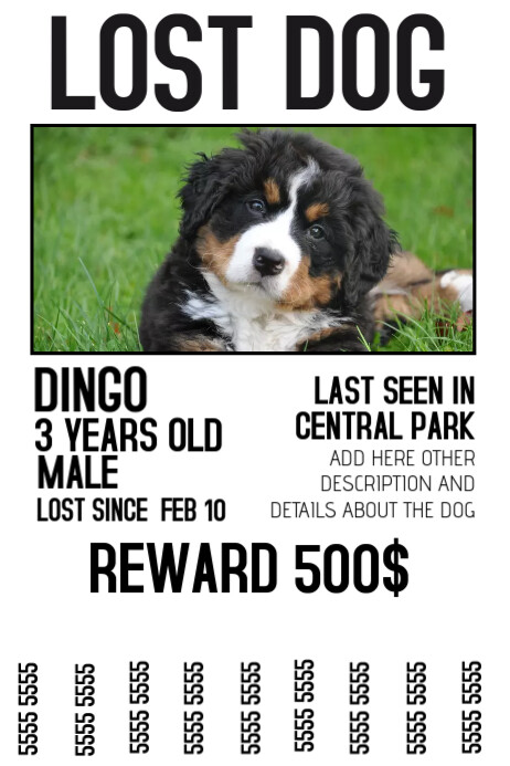 lost dog lost pet color poster template | PosterMyWall