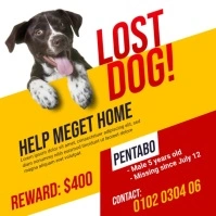 Lost Pet Ad Tempate Iphosti le-Instagram template