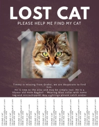 Lost Pet Cat Please Find Flyer Template ใบปลิว (US Letter)