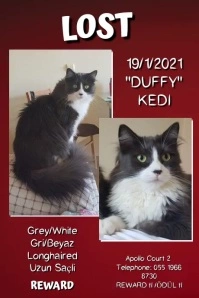 Lost Pet Reward Плакат template