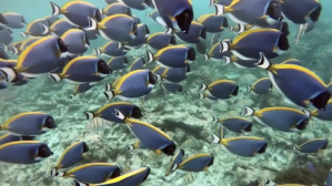 Purple Maldives Fish Isithombe Sekhava Yeshaneli ye-YouTube Template