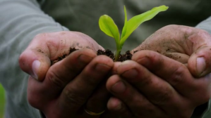 Noir Man tree plantation video ตัวอย่างภาพบน YouTube Template