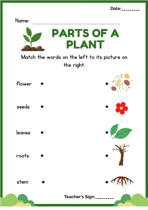 Week 32 Parts Of The Plant Mga Bahagi Ng Halaman Yout Vrogue co parts-of-plants-worksheet-printable-free-download
