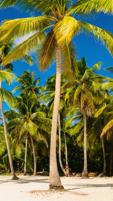 Maximalist “tropical Beach Scene | Palm Tree Paradise Background” Digital Display (9:16) template