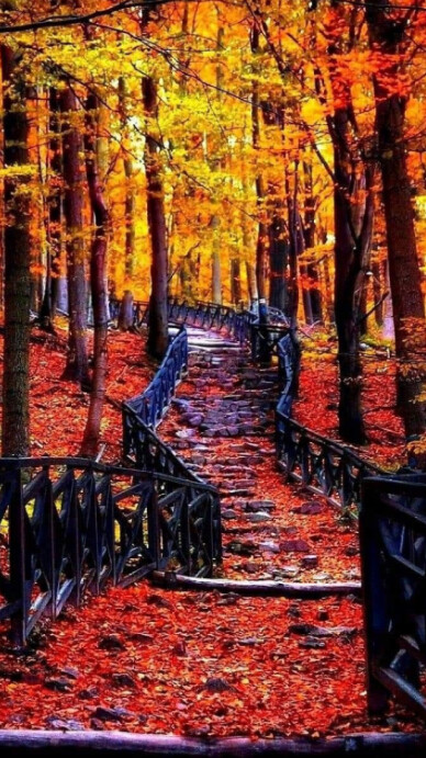 Maximalist Autumn Pathway  Digital Display (9:16) template
