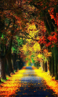 Maximalist Autumn  Us Legal template
