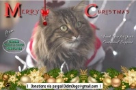 Merry Christmas Animal Shelter Poster template