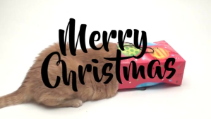 White Christmas Greeting Film w tle na Facebooka Template