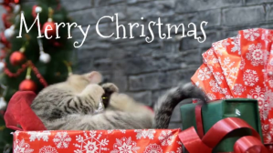 Merry Christmas Greeting Video Cat Funny Gift Facebook-covervideo (16:9) template