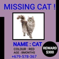missing animal lost kitty Instagram Post template
