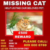 Missing cat design template Instagram Post