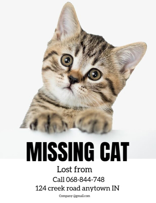 Missing cat report flyer template design