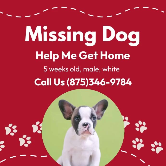 Missing Dog Message Copy of Missing Dog | PosterMyWall