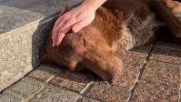 Missing/Lost Person Or Pet YouTube Thumbnail template
