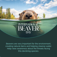 Modern & Minimal Beaver Day Instagram Post template