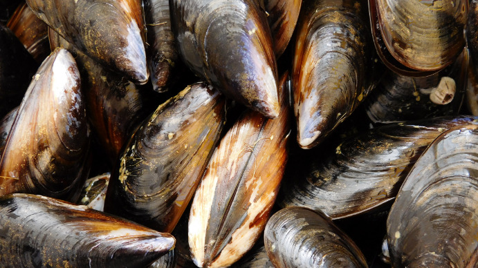 Modèle Texture Des Moules | PosterMyWall