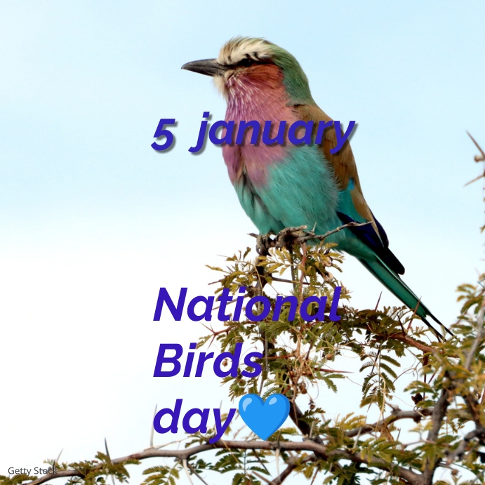 National birds day Instagram Plasing template
