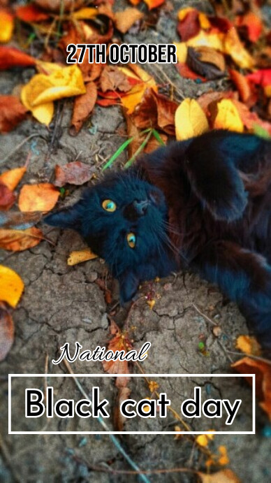 National black cat day instagram story Template | PosterMyWall