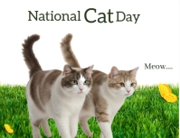 National cat Day Flyer (US Letter) template