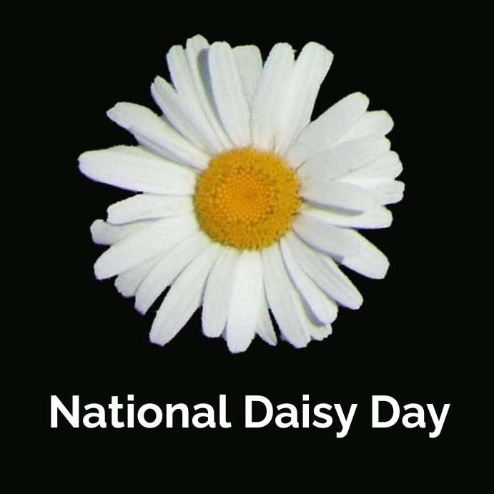 national daisy day Instagram Post template