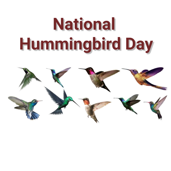 Copy of national hummingbird day PosterMyWall