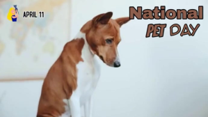 Blue National Pet Day Digital Display Template
